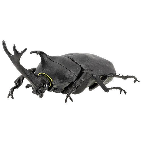 クワガタのフィギュアです大きさは、5cm位です 動物 生物 立体図鑑 スタッグビートルボックス / カロラータ