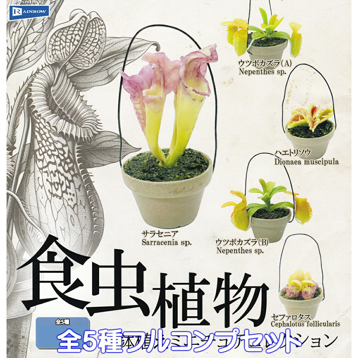 【タンブルウィード】世界の奇妙な植物たち 世界の奇妙な植物たち [3.タンブルウィード],レインボー