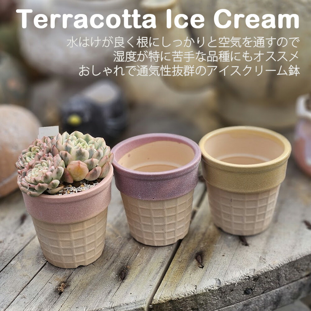 札付き 春うらら×メキシコローズ ぱんちゃん札 トロピカルガーデン