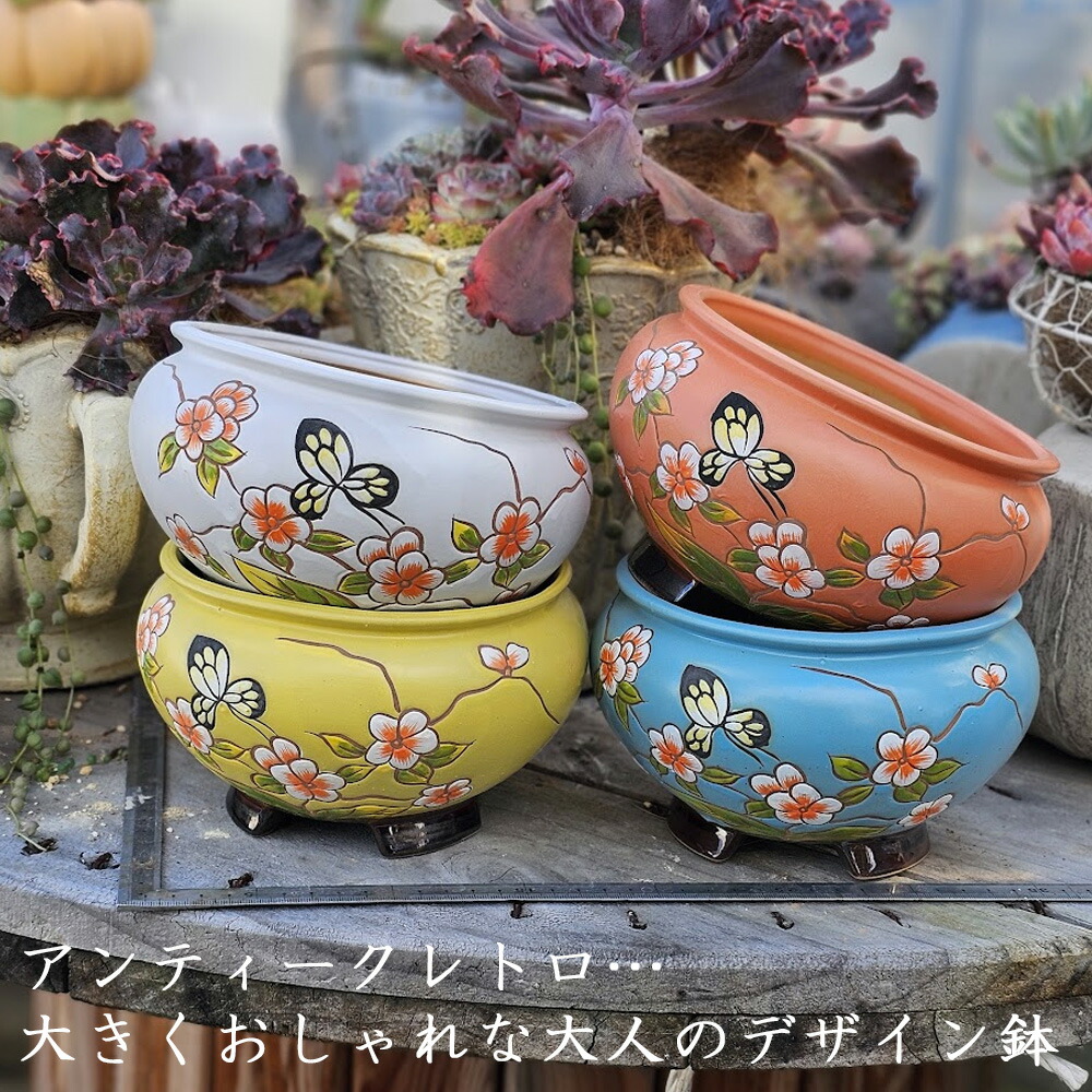 楽天市場】082 3+1 ぱんちゃん札品種おまかせ1苗 トロピカルガーデン