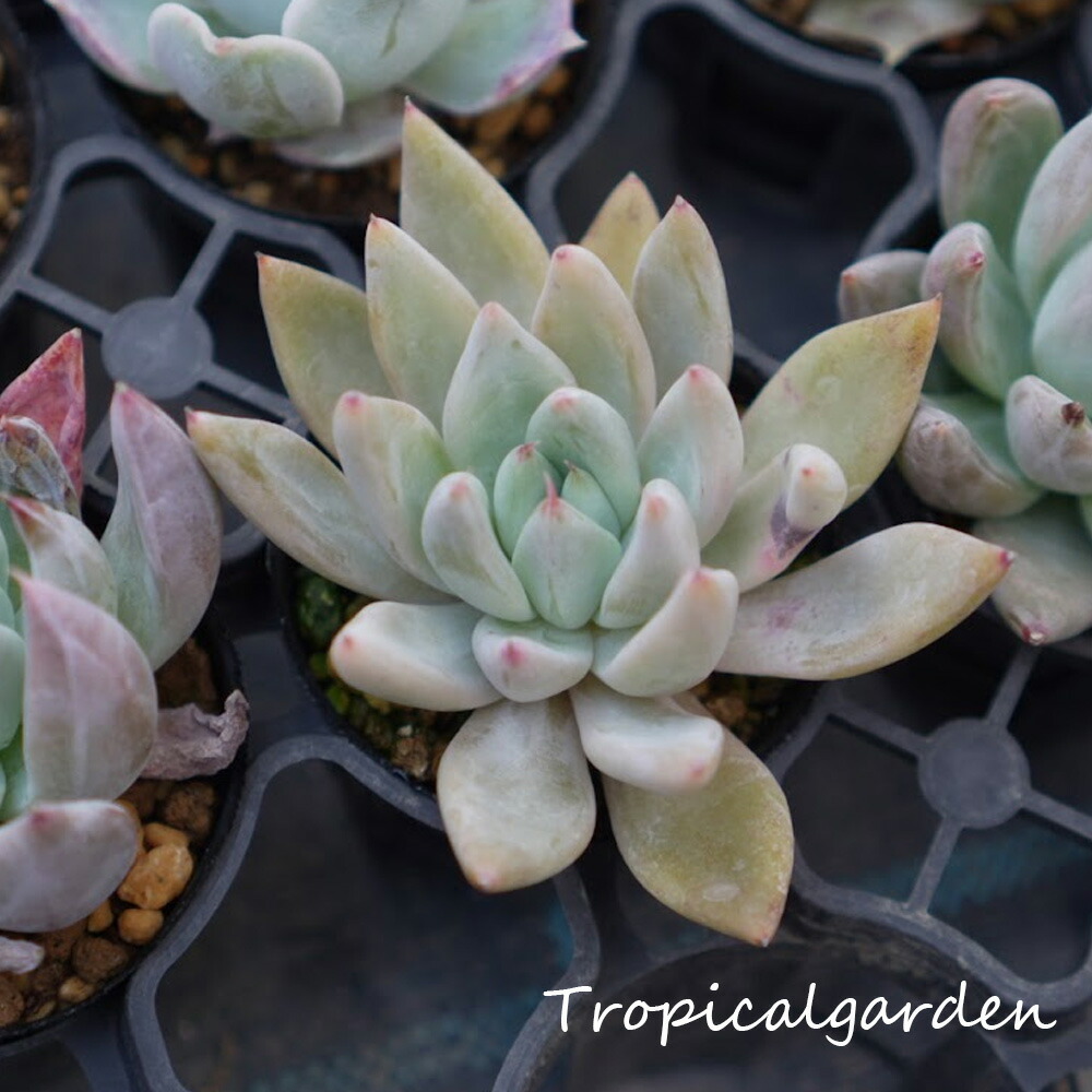 楽天市場】トロピカルガーデンオリジナル交配苗 エケベリア Gico 多肉