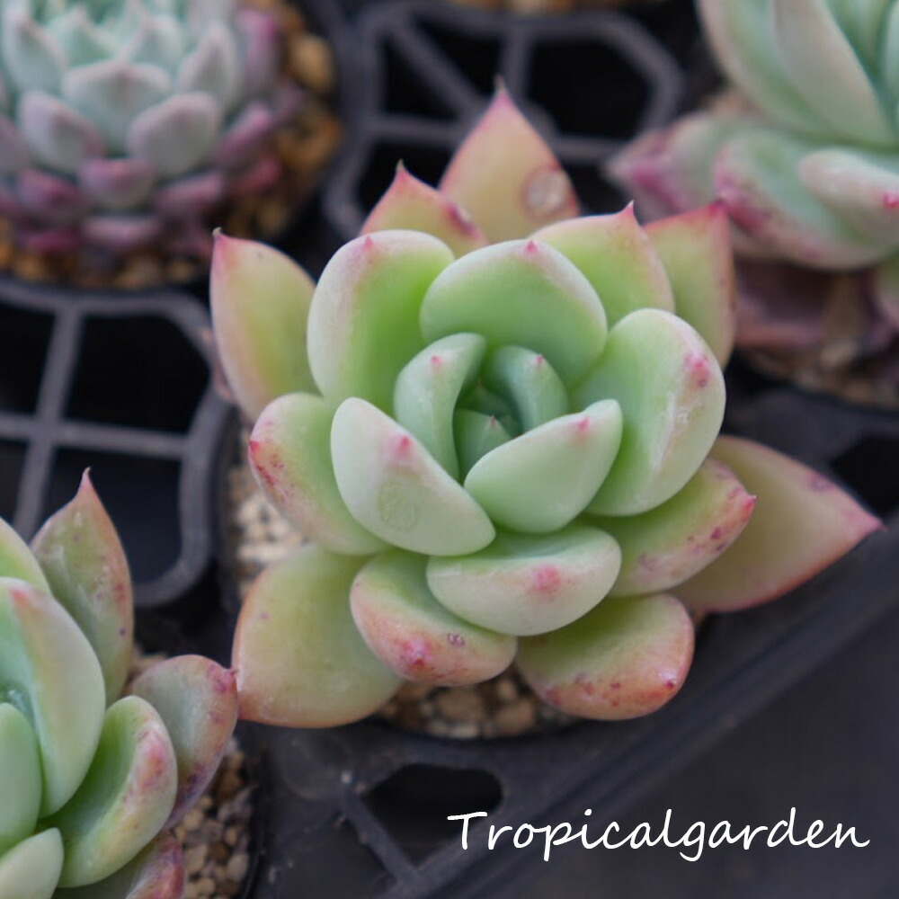 encino × laurensis 韓国苗 カット苗 トロピカルガーデン 多肉 encino × laurensis 韓国苗 カット苗 トロピカルガーデン 多肉 【公式