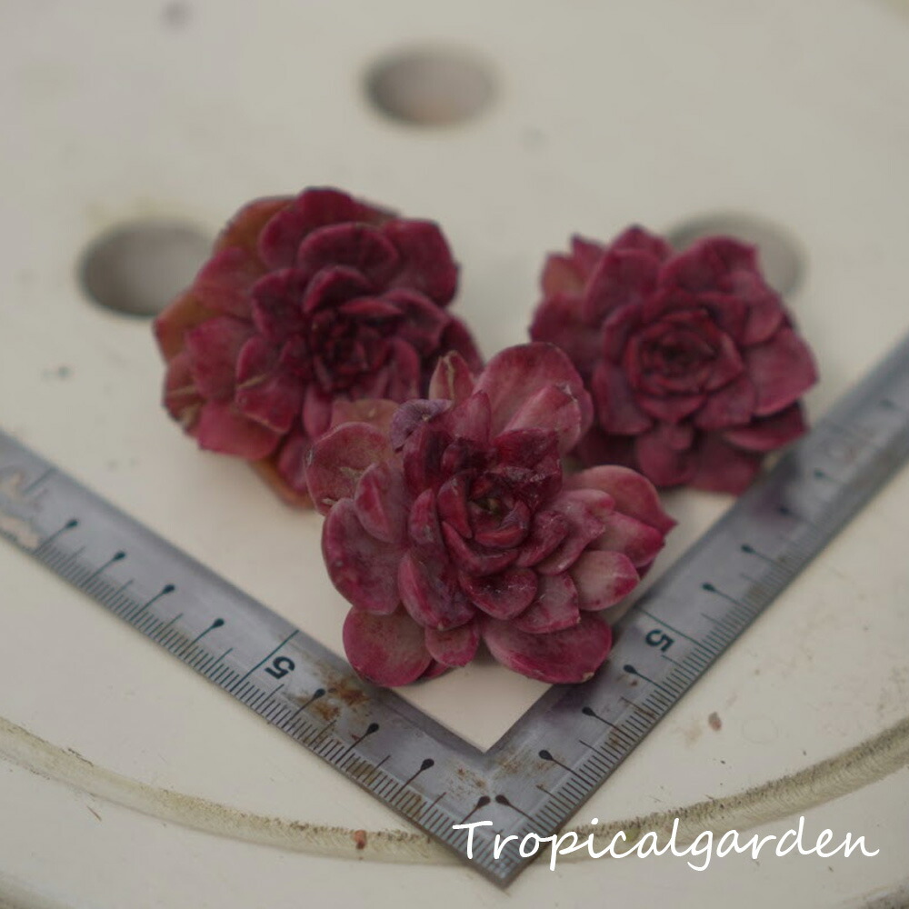 楽天市場】082 3+1 ぱんちゃん札品種おまかせ1苗 トロピカルガーデン