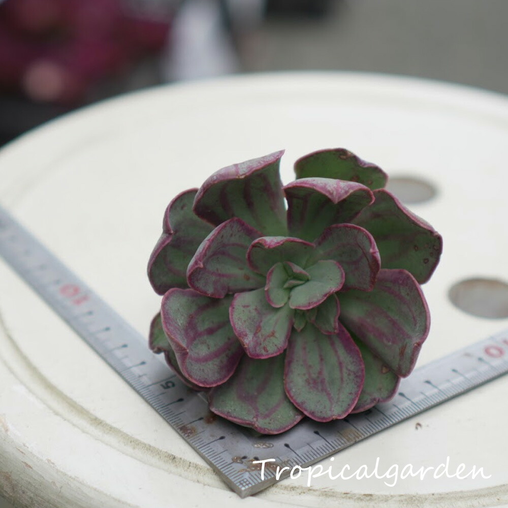 楽天市場】940 3+1 エケベリア スターファイアー 多肉植物 韓国