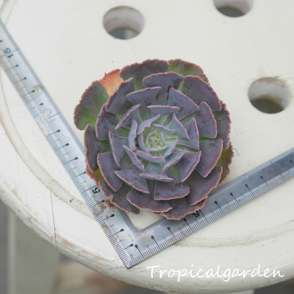 グラプトベリア　スターファイヤー グラプトベリア スターファイヤー | X−PLANTS