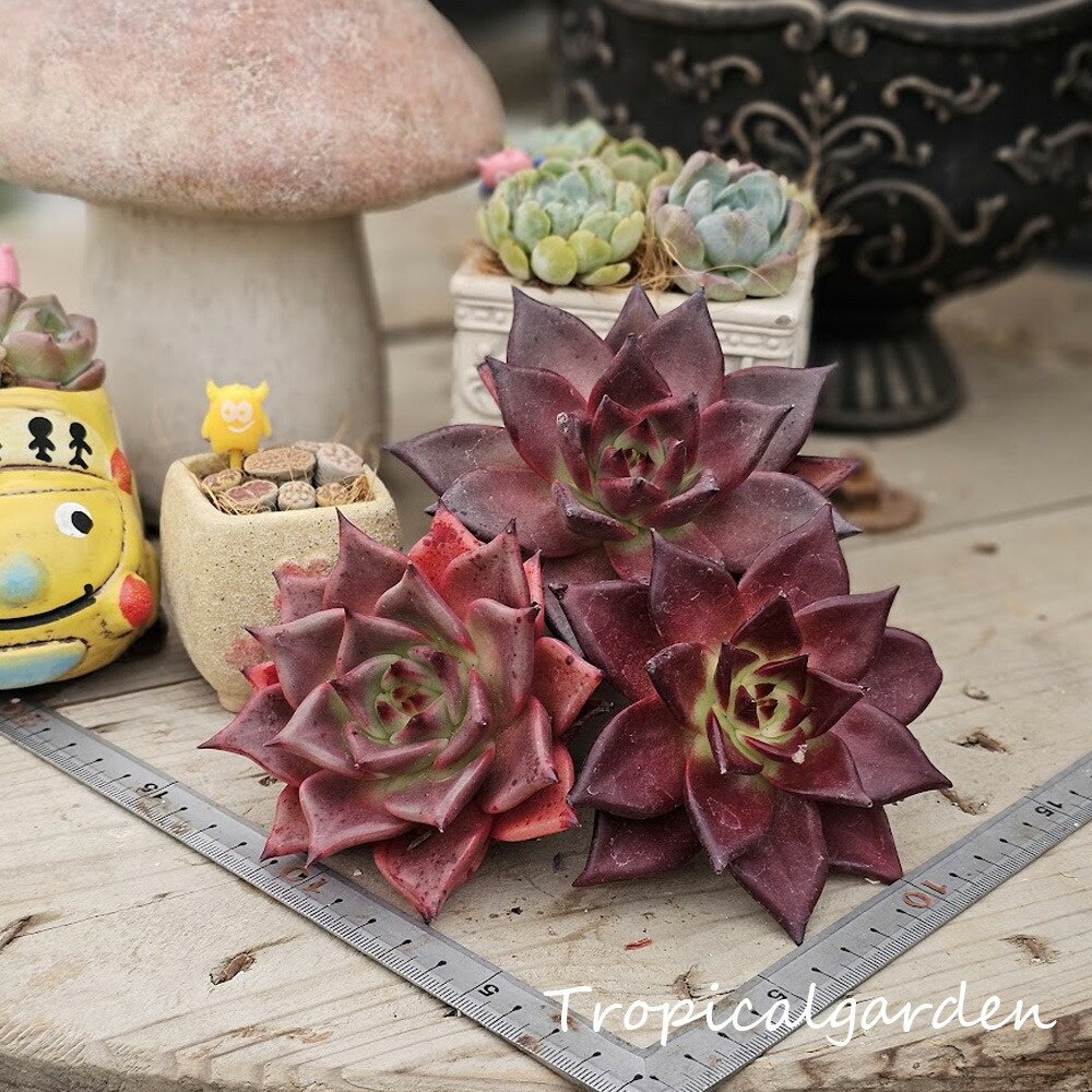 グラプトベリア　スターファイヤー グラプトベリア スターファイヤー | X−PLANTS