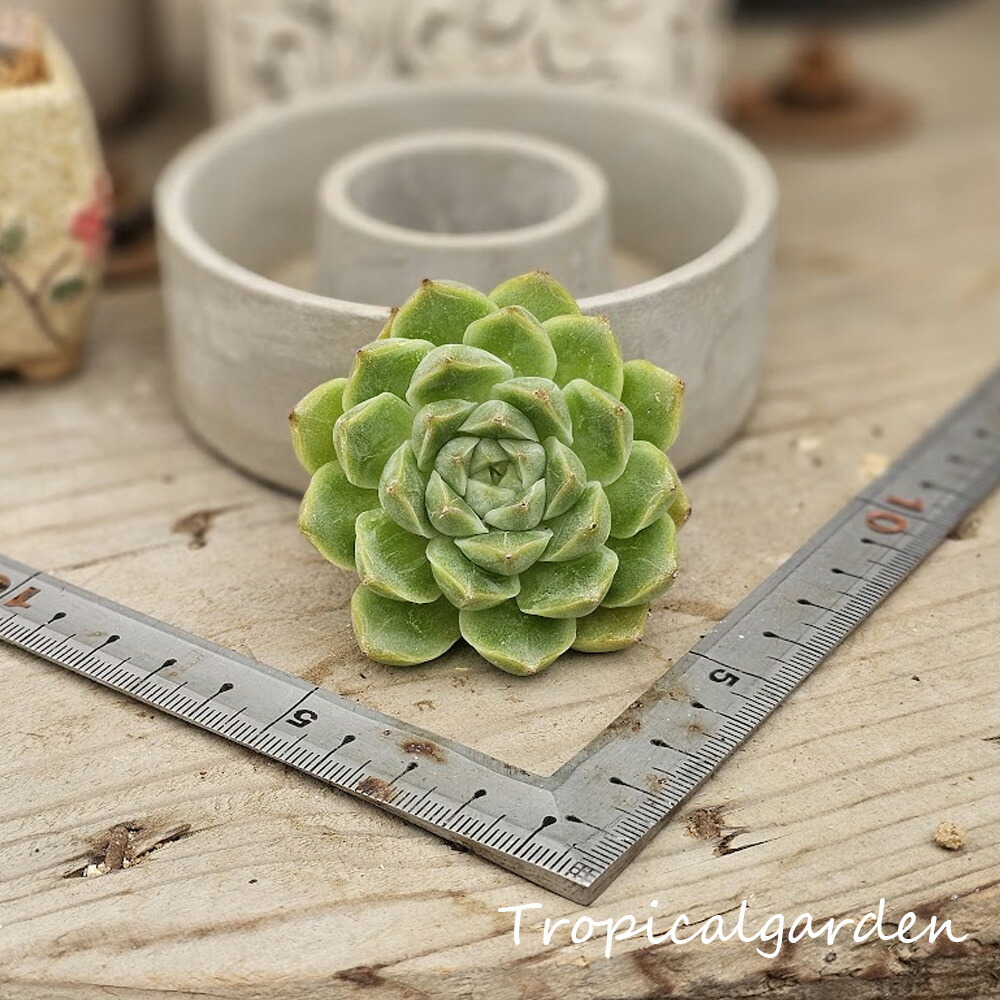 楽天市場】1746 3+1 アイスランディック コフィー エケベリア 多肉植物