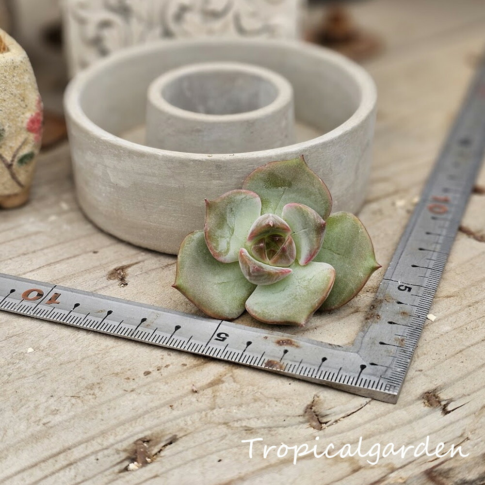 楽天市場】1746 3+1 アイスランディック コフィー エケベリア 多肉植物