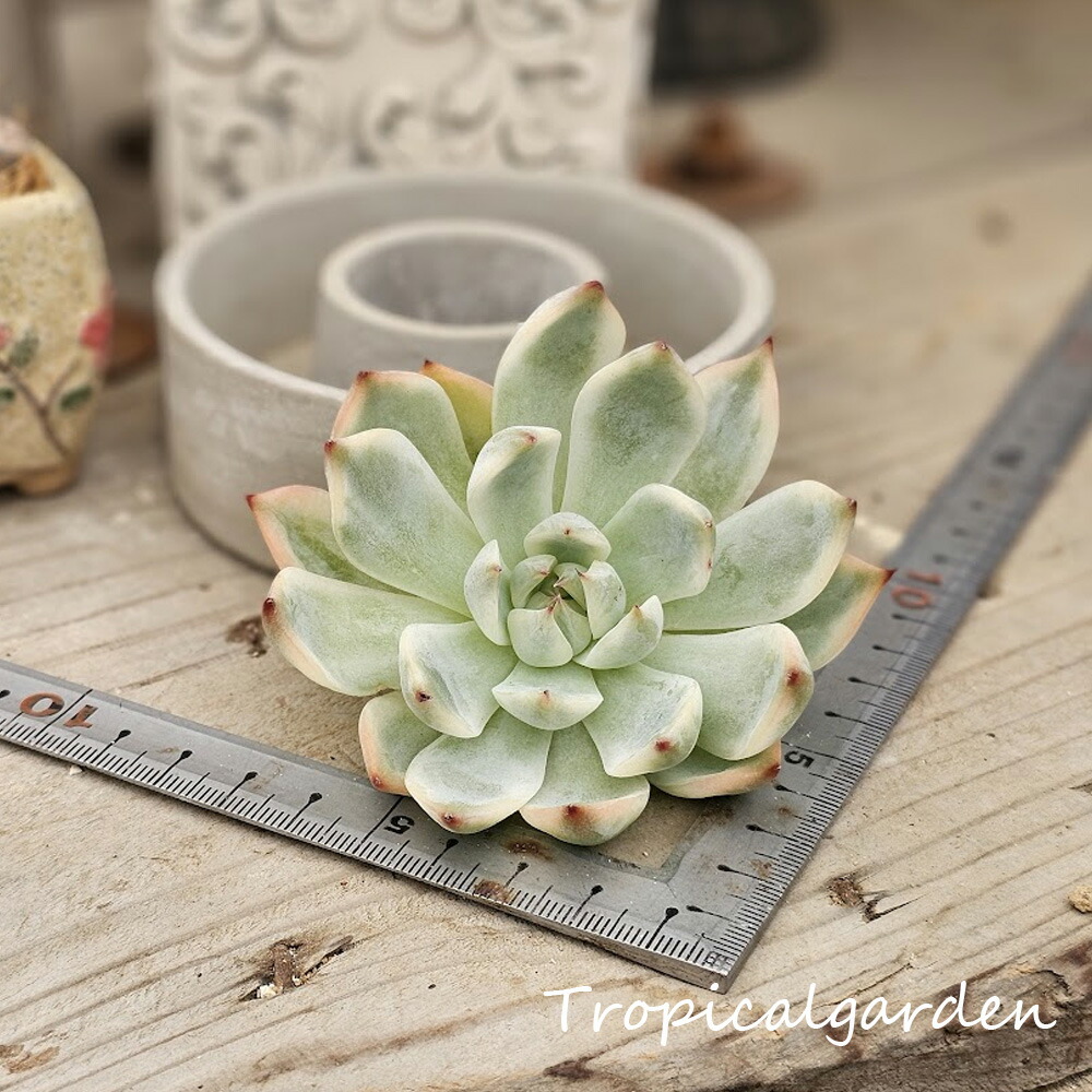 楽天市場】多肉植物 大和錦 やまとにしき エケベリア属 カット小苗