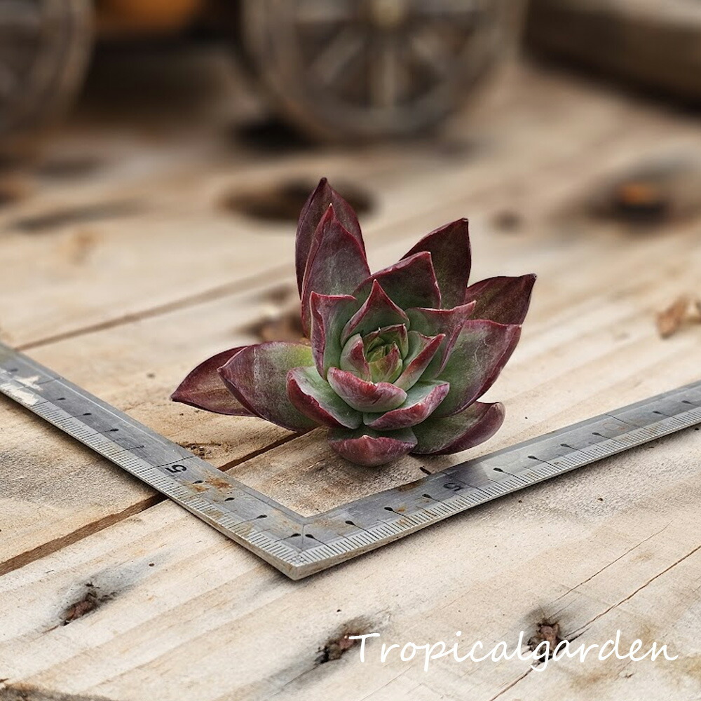 No.508 ❁モダンジェオン❁ 抜き苗 多肉植物 寄せ植え No.508 ❁モダンジェオン❁ 抜き苗 多肉植物 寄せ植え