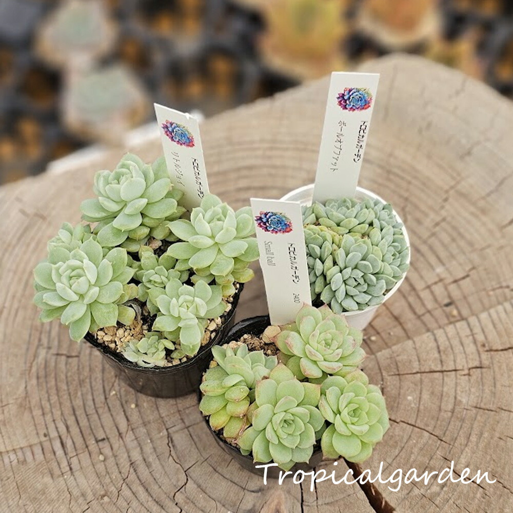 楽天市場】082 3+1 ぱんちゃん札品種おまかせ1苗 トロピカルガーデン