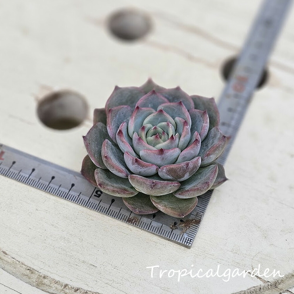 楽天市場】082 3+1 ぱんちゃん札品種おまかせ1苗 トロピカルガーデン