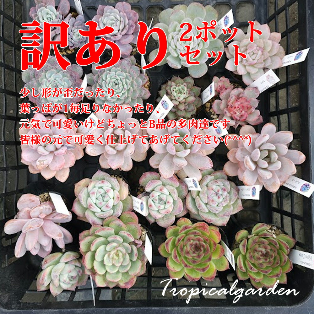 札付き　春うらら×メキシコローズ　ぱんちゃん札　トロピカルガーデン 楽天市場】082 3+1 ぱんちゃん札品種おまかせ1苗 トロピカルガーデン