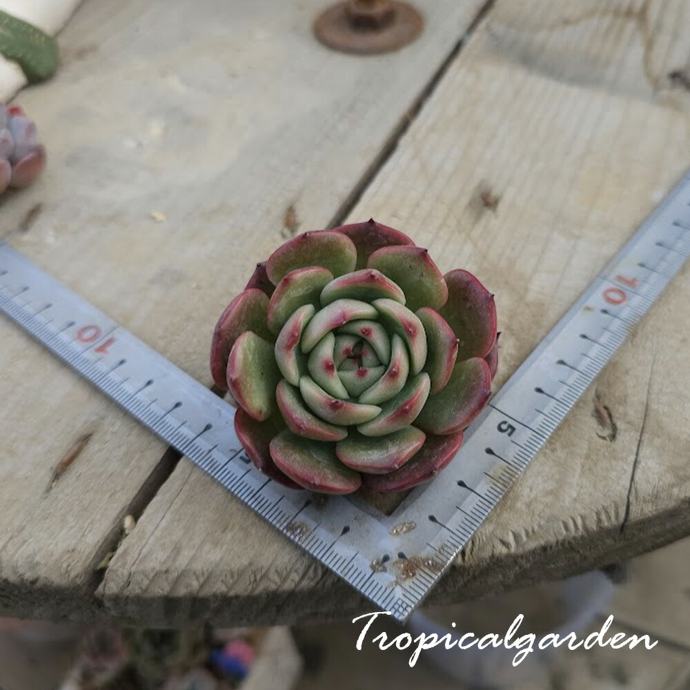 楽天市場】1746 3+1 アイスランディック コフィー エケベリア 多肉植物