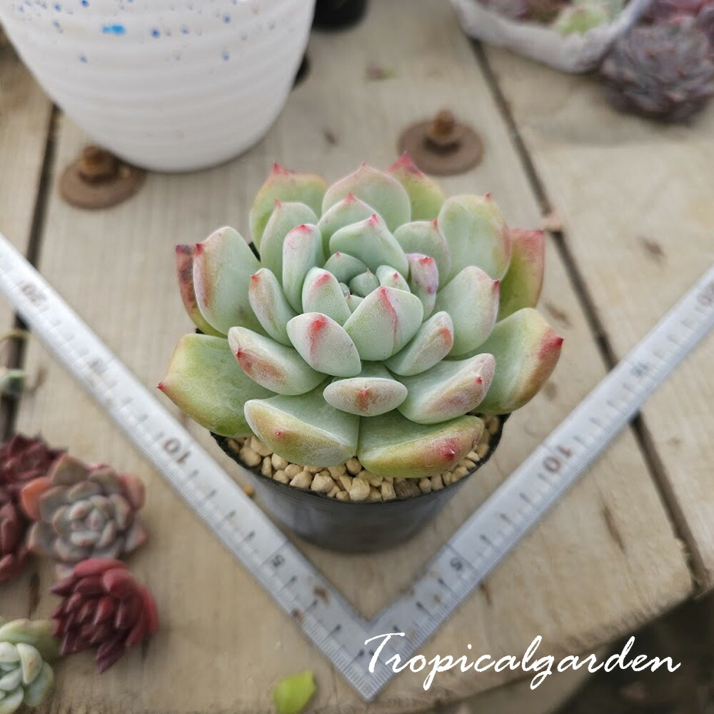 楽天市場】多肉植物 苗 ビジュー ハイブリッド パクさん苗 韓国苗