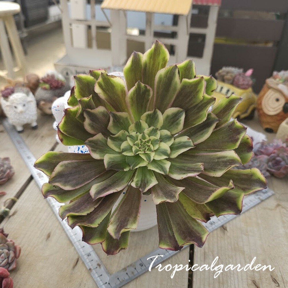 楽天市場】観葉植物 多肉植物：アエオニウム サンシモン カナリ