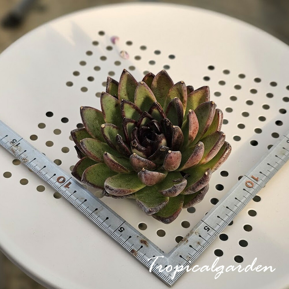 楽天市場】1746 3+1 アイスランディック コフィー エケベリア 多肉植物