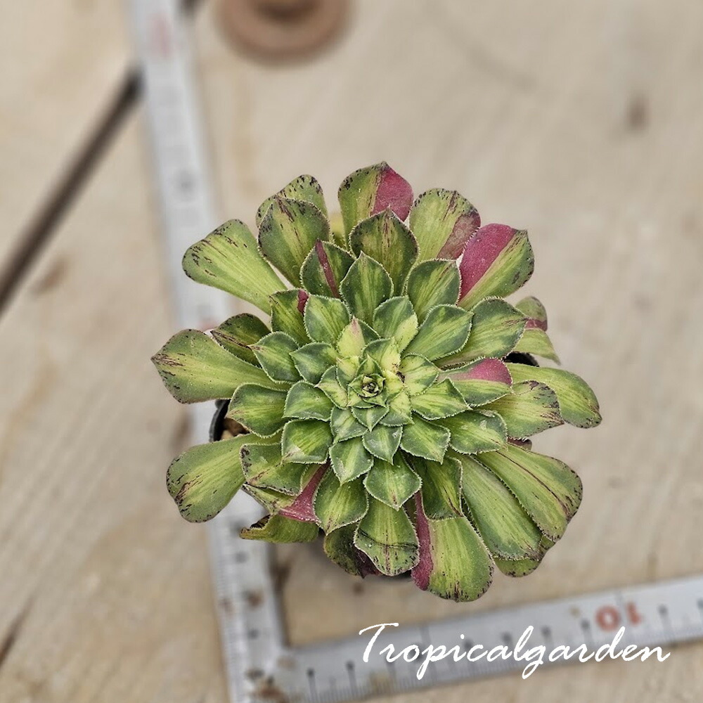 楽天市場】ムーンバースト TK-10-55 アエオニウム 写真の子をお届け