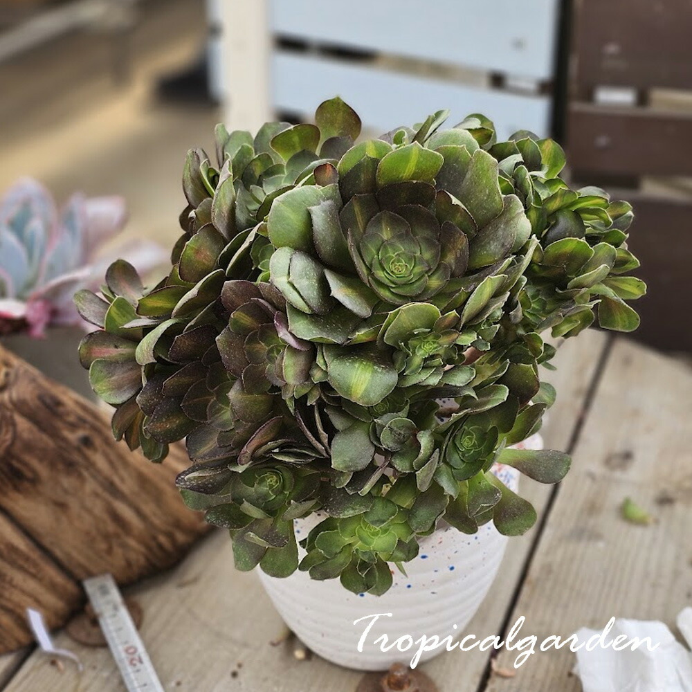 楽天市場】多肉植物 アエオニウム 艶日傘 9cmポット 観葉植物