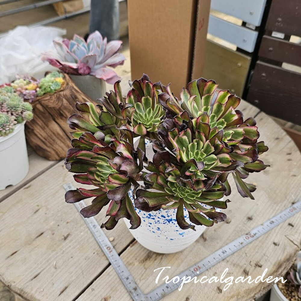 Top【選抜株】多肉植物　264374キャット 鉢無し 24個 ローズ錦 アイ 264374キャット Top【選抜株】多肉植物 ローズ錦　24個　鉢無し アイ アエオニウム