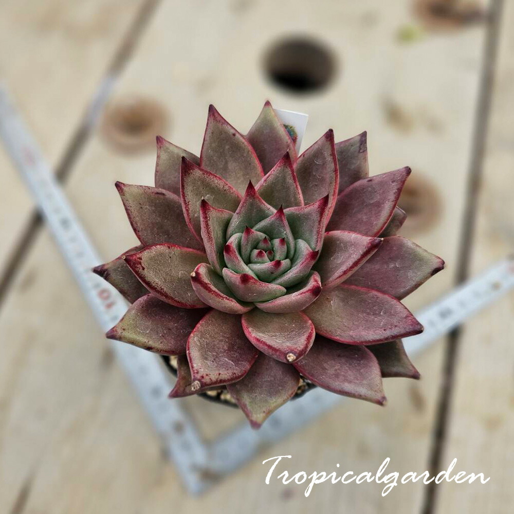 楽天市場】多肉植物 エケベリア ピンクプリティ錦 韓国苗 抜き苗