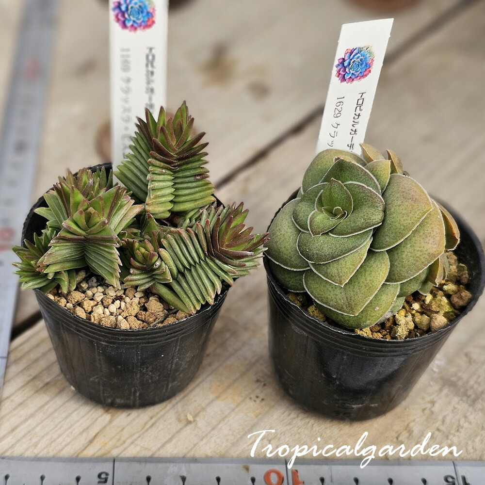 楽天市場】多肉植物 苗 ビジュー ハイブリッド パクさん苗 韓国苗