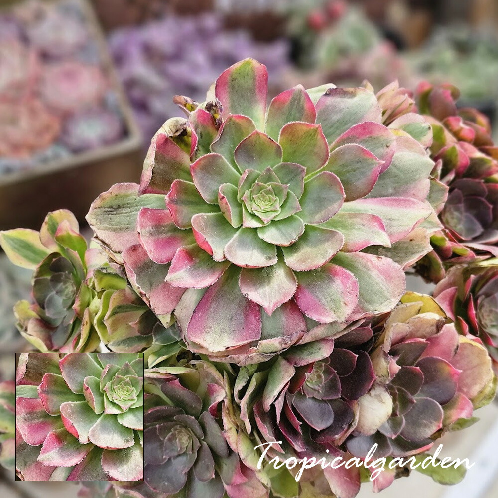 楽天市場】多肉植物 アエオニウム 艶日傘 9cmポット 観葉植物