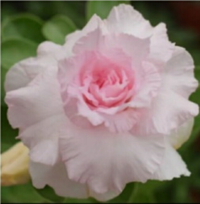 楽天市場】多肉植物 caアデニア ペリエリ 0417-29 多肉植物 コーデック