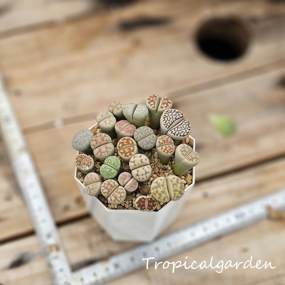 楽天市場】082 3+1 ぱんちゃん札品種おまかせ1苗 トロピカルガーデン