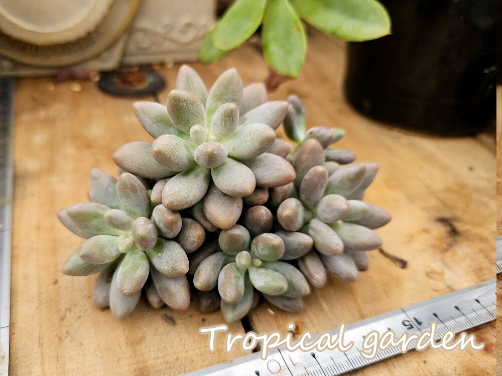 【激安通販 オンラインショップ】 楽天市場】【3+1】288 多肉植物 エケベリア ゴールドウィング錦 エケベリア・セダム