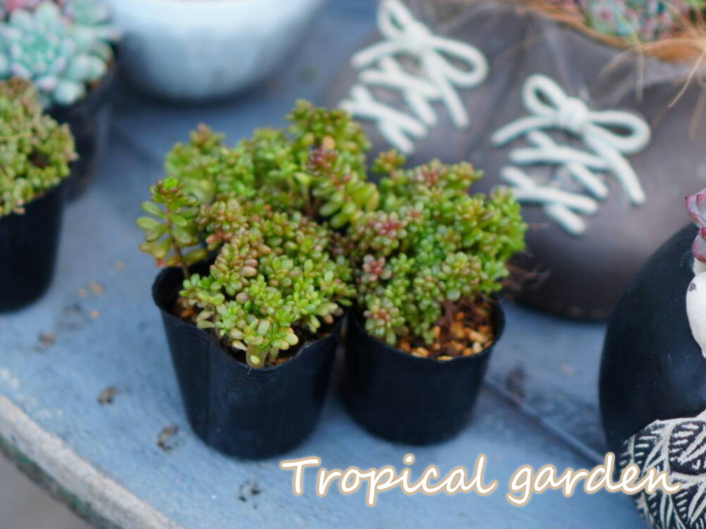 札付き　春うらら×メキシコローズ　ぱんちゃん札　トロピカルガーデン 楽天市場】082 3+1 ぱんちゃん札品種おまかせ1苗 トロピカルガーデン