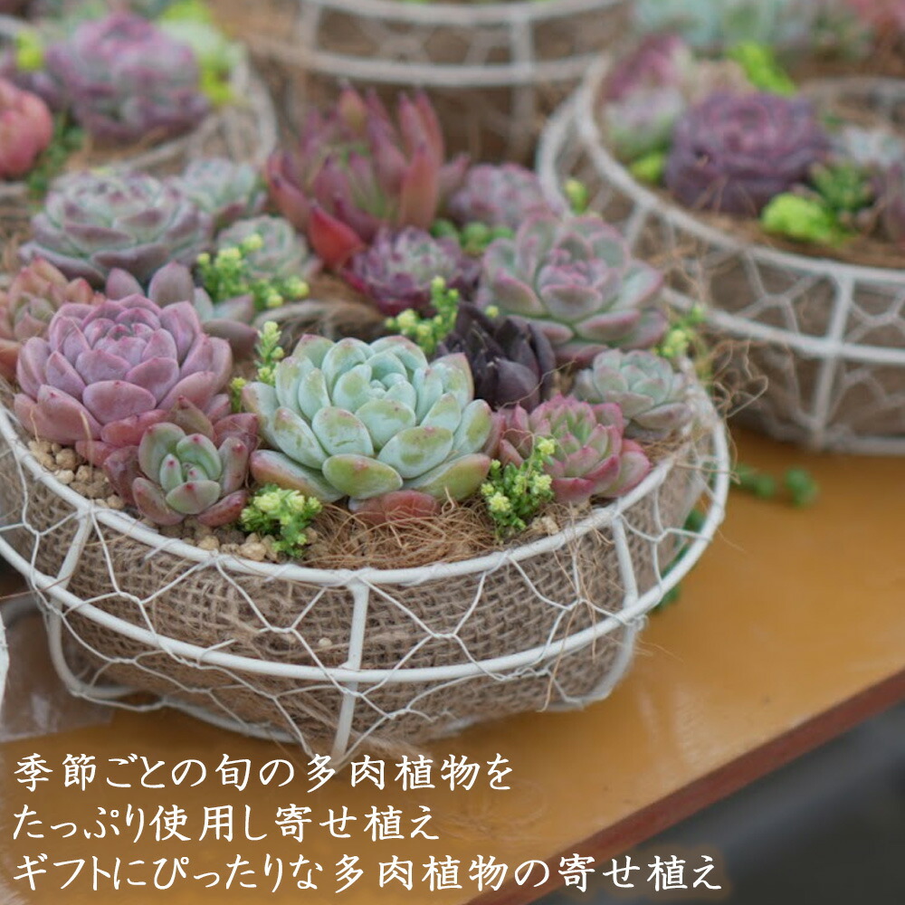 多肉植物 ♡そのまま飾れる寄せ植え♡4点セット♬*° 多肉植物寄せ植え そのまま飾れる 夏のお得セット☆* - メルカリ