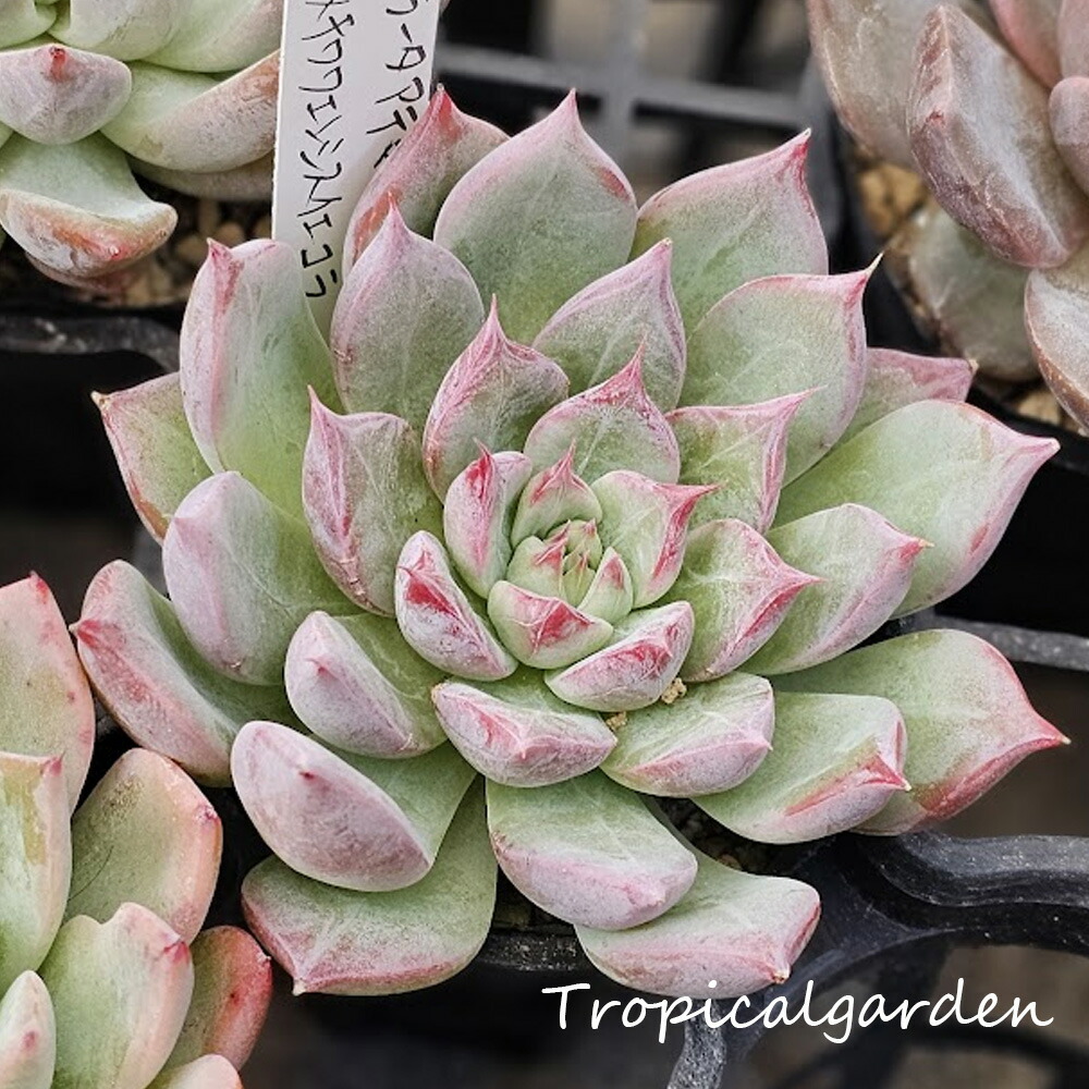 楽天市場】トロピカルガーデンオリジナル交配苗 エケベリア 森の泉