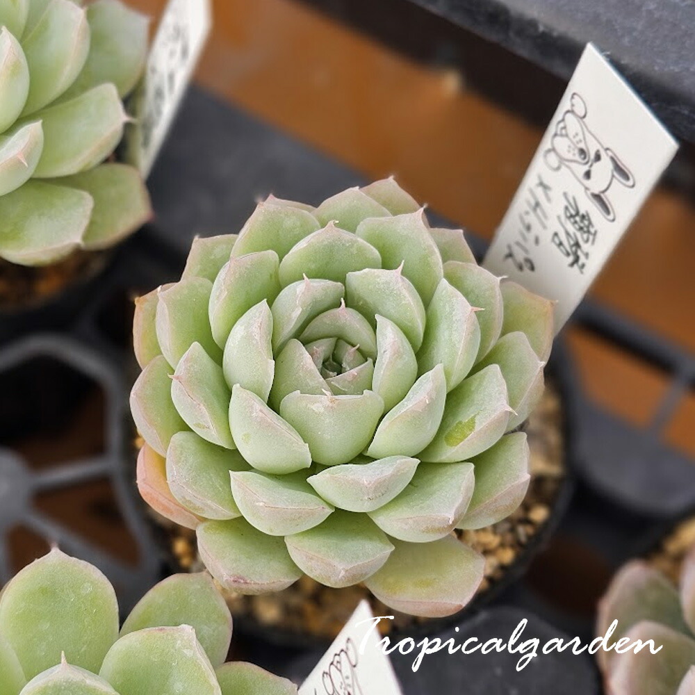 楽天市場】トロピカルガーデンオリジナル交配苗 エケベリア Gico 多肉