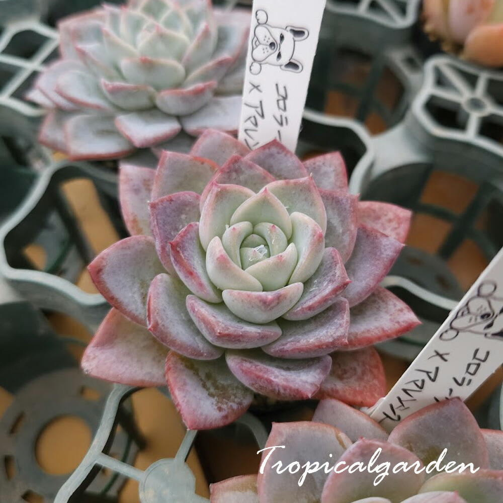 楽天市場】トロピカルガーデンオリジナル交配苗 エケベリア 森の泉