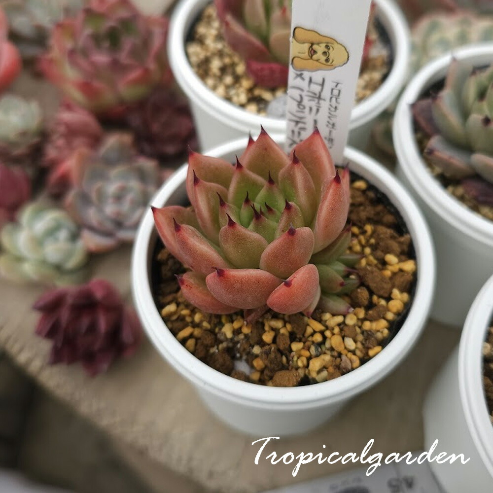 楽天市場】トロピカルガーデンオリジナル交配苗 エケベリア 森の泉