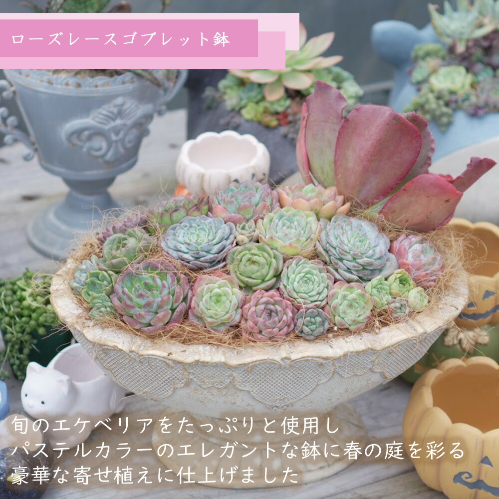 楽天市場】CARNAC/ローズレースバスケットBL ブルー/GFB425BL