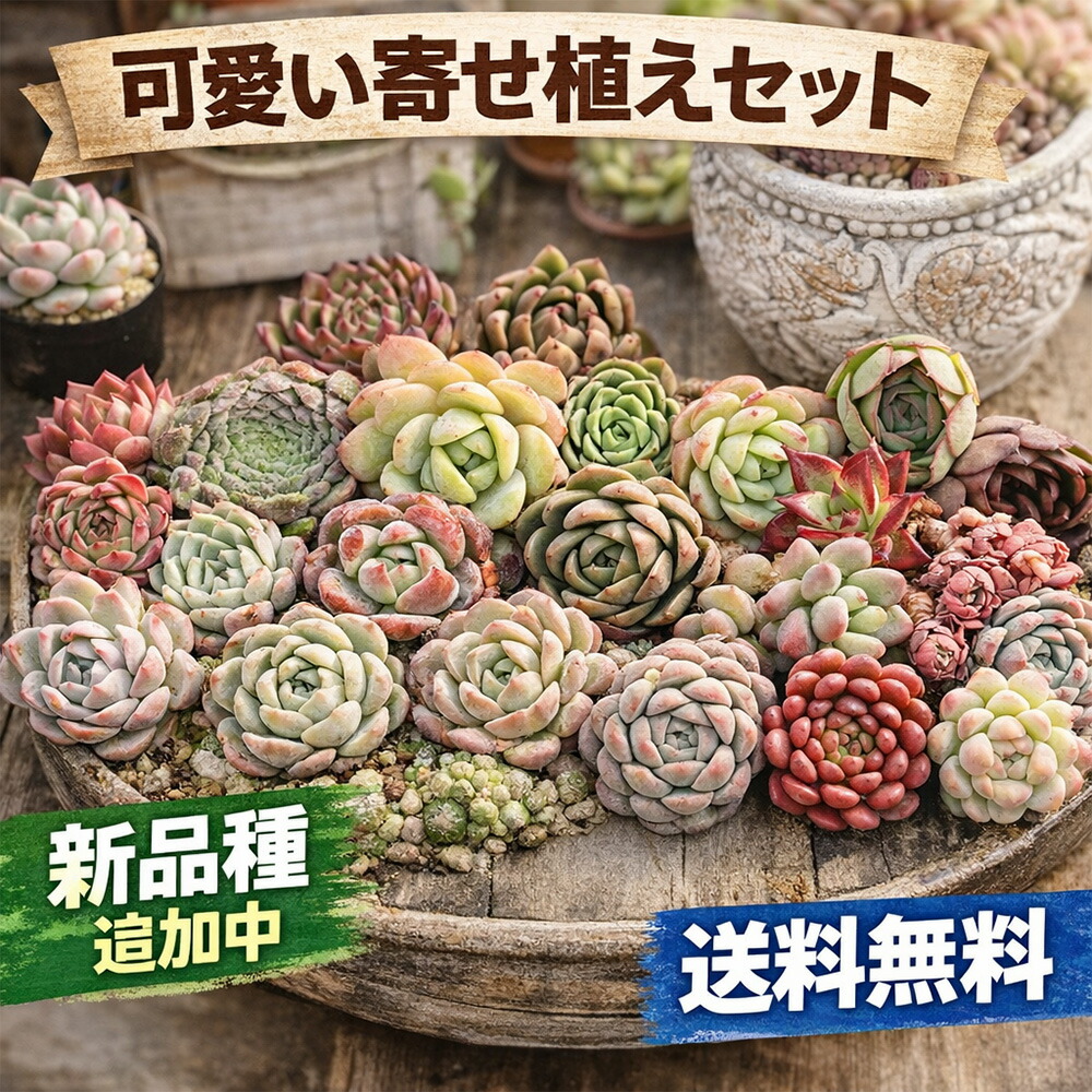 楽天市場】寄せ植え用 多肉植物 エケベリア おまかせセット ミニ苗5＋