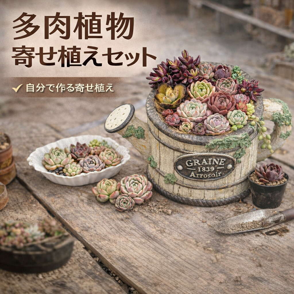 【5/31までエントリーで最大限度100%Pうしろ側】中5+M1＋B＋札 多肉植物 寄せ植え仕かける ジョーロ鉢付き添い人 エケベリア5苗＋ミニ苗仕かける＋黒茶錦 寄せ植え一揃いの道具 多肉仕かける ガーデニング 花・観葉植物-花・ガーデン・DIY