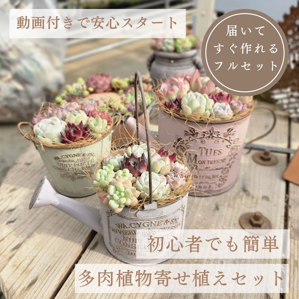楽天市場】【7/31までエントリーで最大100%Pバック】多肉植物 寄せ植え 