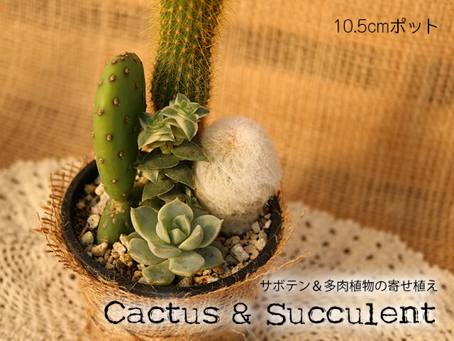 サボテン 多肉植物 寄せ植え Hotjobsafrica Org