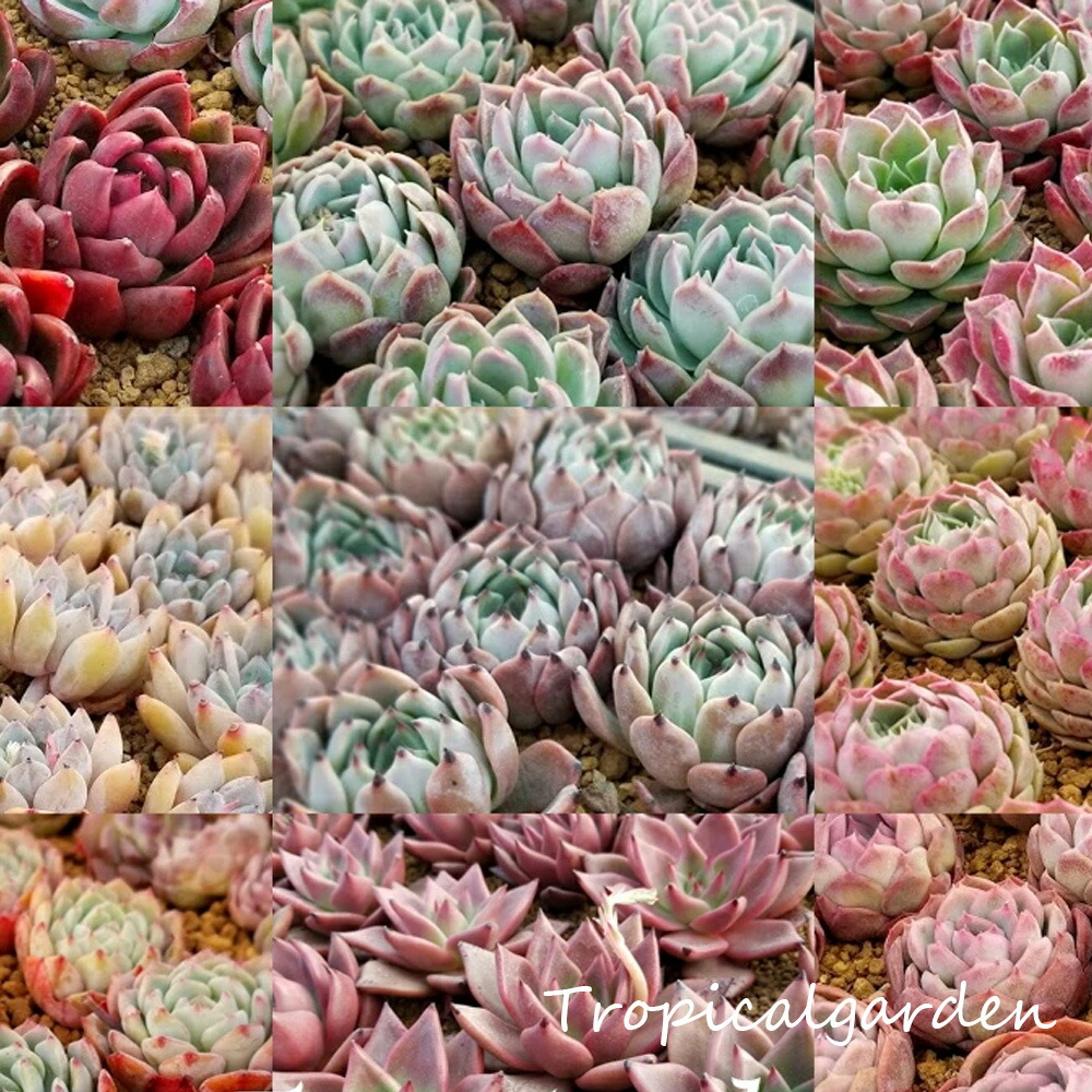 楽天市場】寄せ植え 10セット寄せ植え用 多肉植物 エケベリア お