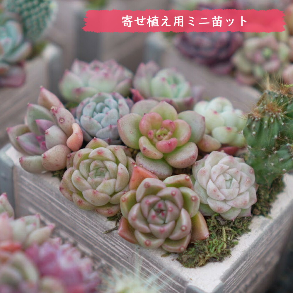 ROOMの投稿商品