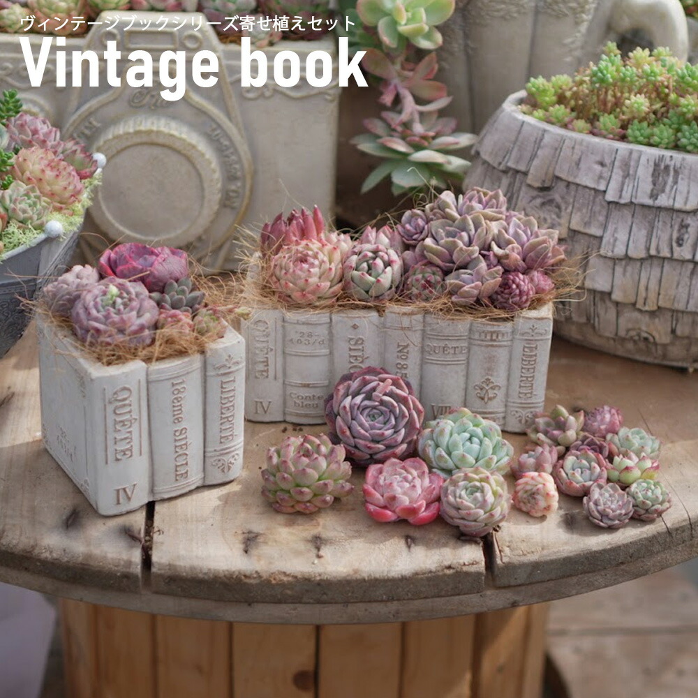 楽天市場】ポット苗35種類セット 多肉植物 おまかせ多肉アソート