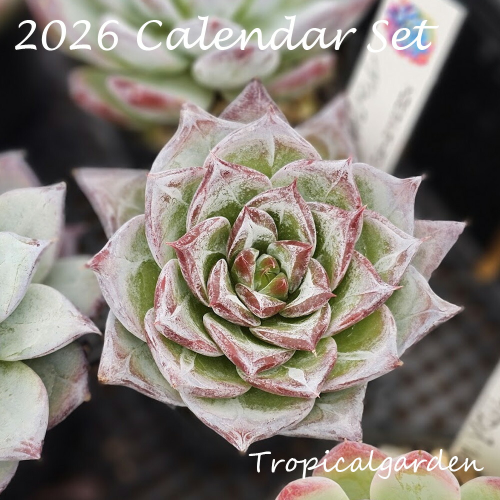 楽天市場】【1等100%ポイントバック】寄せ植え 20セット 寄せ植え用