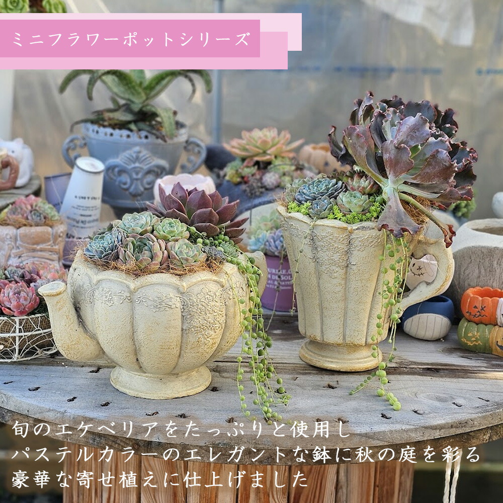 特大❣️豪華根付き韓国苗寄せ植え❣️ hqdefault.jpg