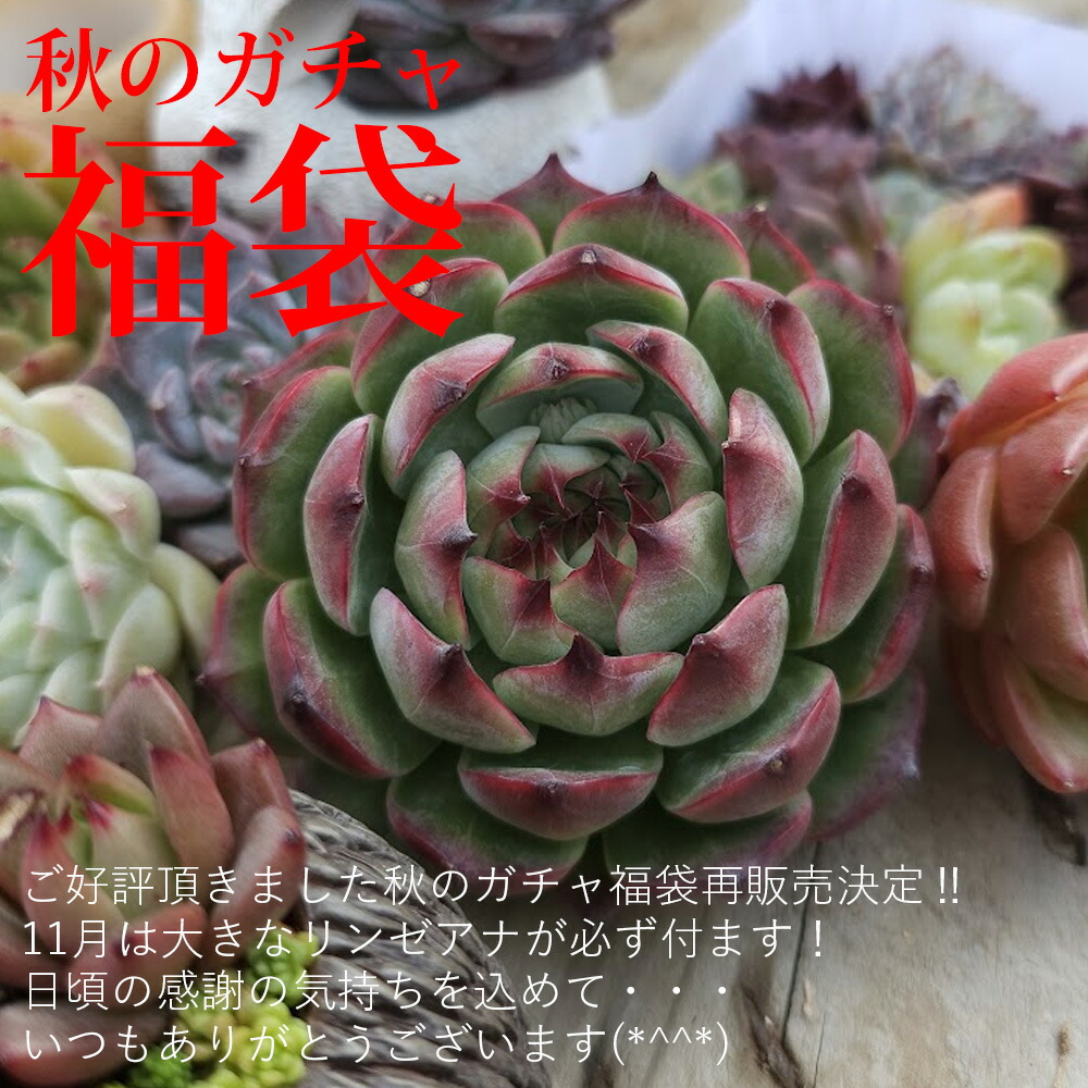 楽天市場】Lito15【超目玉品】【2セット購入で1セットプレゼント