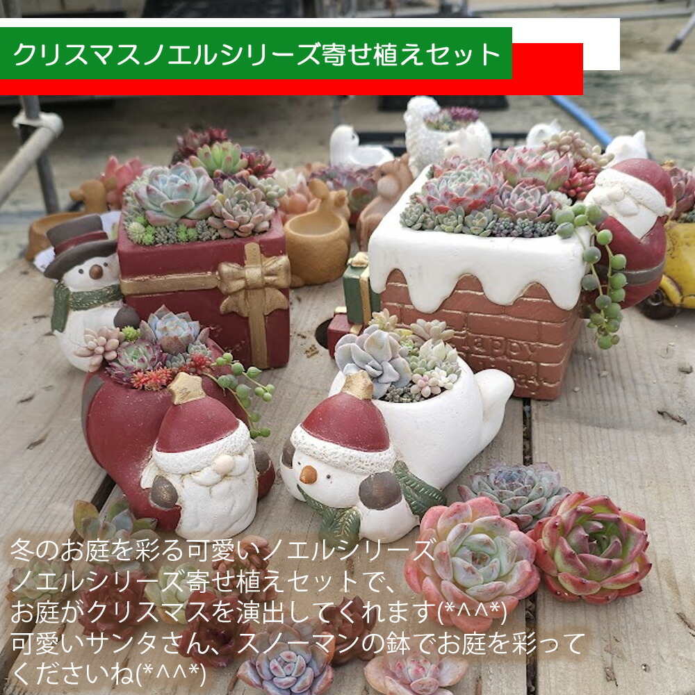 リンゼアナ❤️セット 楽天市場】【1等100%ポイントバック】B+札 秋のガチャ福袋第二弾