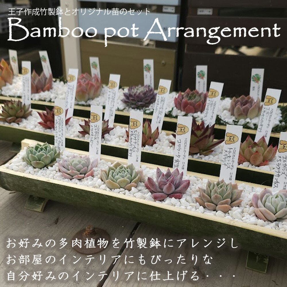 C＋B＋札　王子監修　手作り竹製鉢と多肉植物のセット　多肉植物 おしゃれ 多肉 観葉植物 インテリア 誕生日プレゼント 誕生日 プレゼント ギフト お祝い｜トロピカルガーデン埼玉