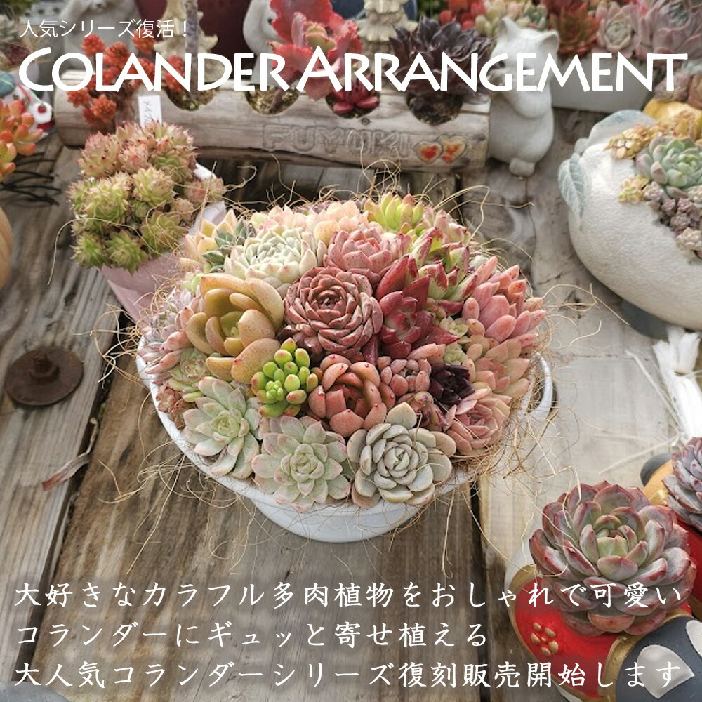 楽天市場】寄せ植え 20セット 寄せ植え用 多肉植物 エケベリア お任せ9